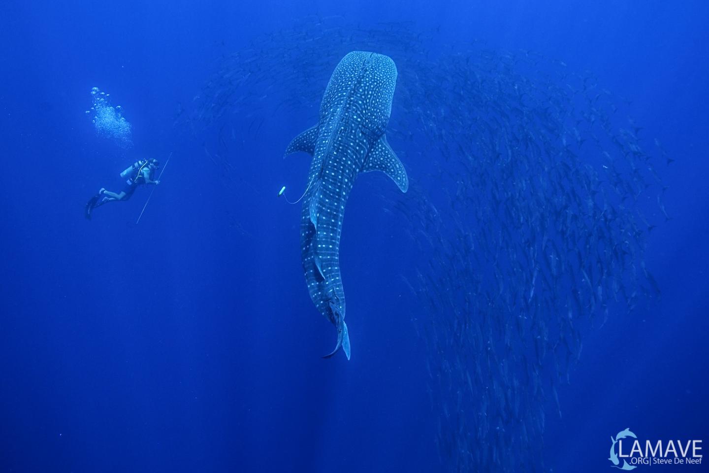 Tagging a Whale Shark