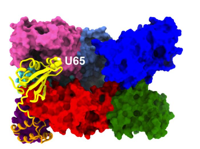 Sep15 perfectly “catches” the correct spot on the enzyme UGGT.