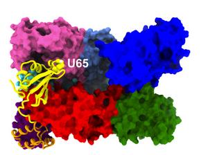 Sep15 perfectly “catches” the correct spot on the enzyme UGGT.