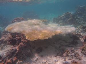 Bleached Acropora table coral.