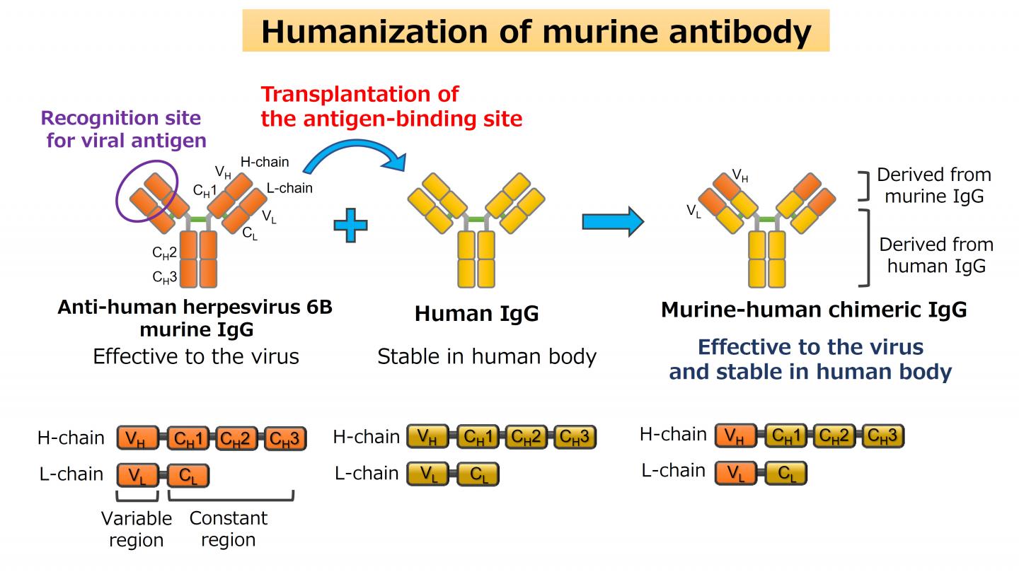 Humanization of Antibodies Tar [IMAGE] EurekAlert! Science News Releases
