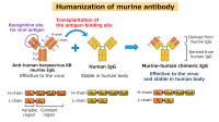 Humanization of Antibodies Targeting Human Herpesvirus 6B (2)
