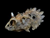 <i>Regaliceratops peterhewsi</i> Skull