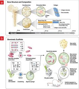 Bone structure and composition and biomimetic scaffold developmentg