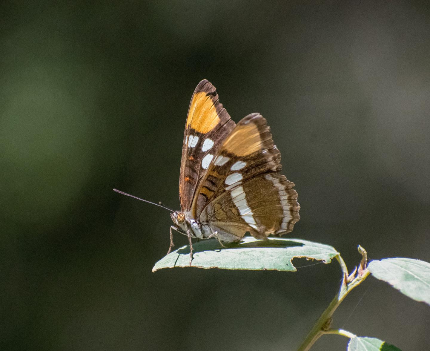 250 butterfly species studied