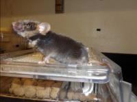 Rat/Mouse Chimera