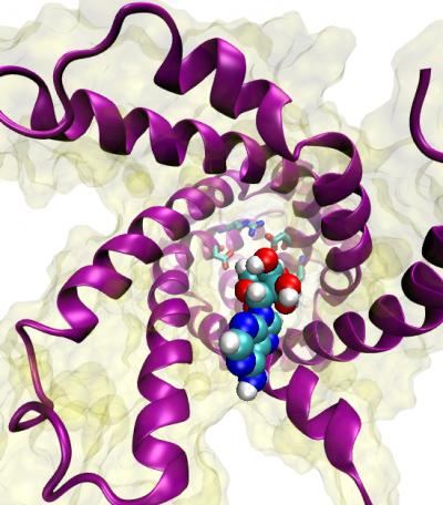 ADP Enters the Carrier