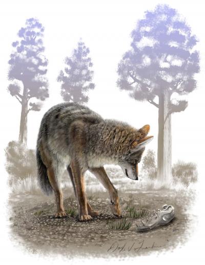 Modern Coyote (<I>Canis latrans</I>) and Pleistocene Coyote Skull (<I>Canis latrans orcutti</I>)