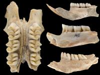 Fossil cloud rat teeth