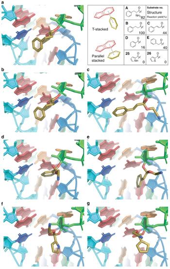 A New Set of Design Rules Could Guide How Ribosomes Could Lead to New Class of Synthetic Polymers