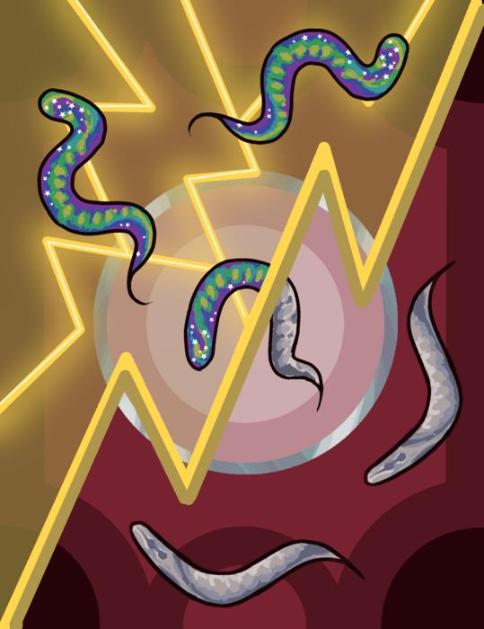 Worms & electricity [IMAGE] EurekAlert! Science News Releases