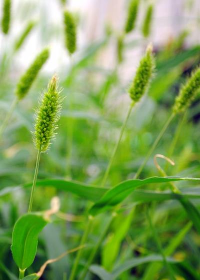 Green Foxtail (<I>S. viridis</I>)