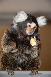 Barak - A Marmoset Monkey