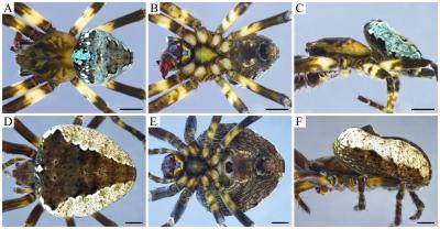 Finance Colombia » Study Details Four New Spider Species Found in Colombian  Pacific Region