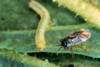 Geocoris Bug Attacking a Freshly Hatched Tobacco Hornworm