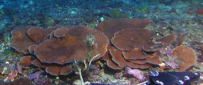 Coral colonies off Maui, Hawai'i