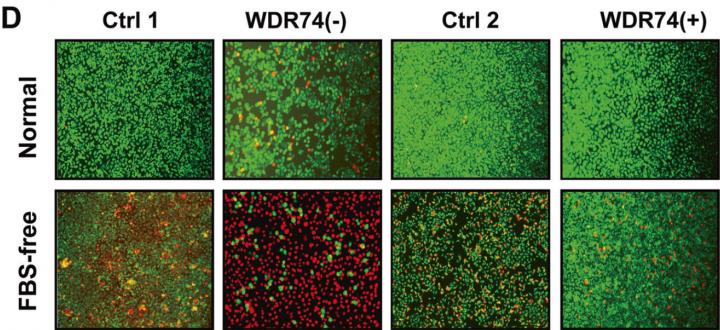 WDR74- Depletion/Overexpression