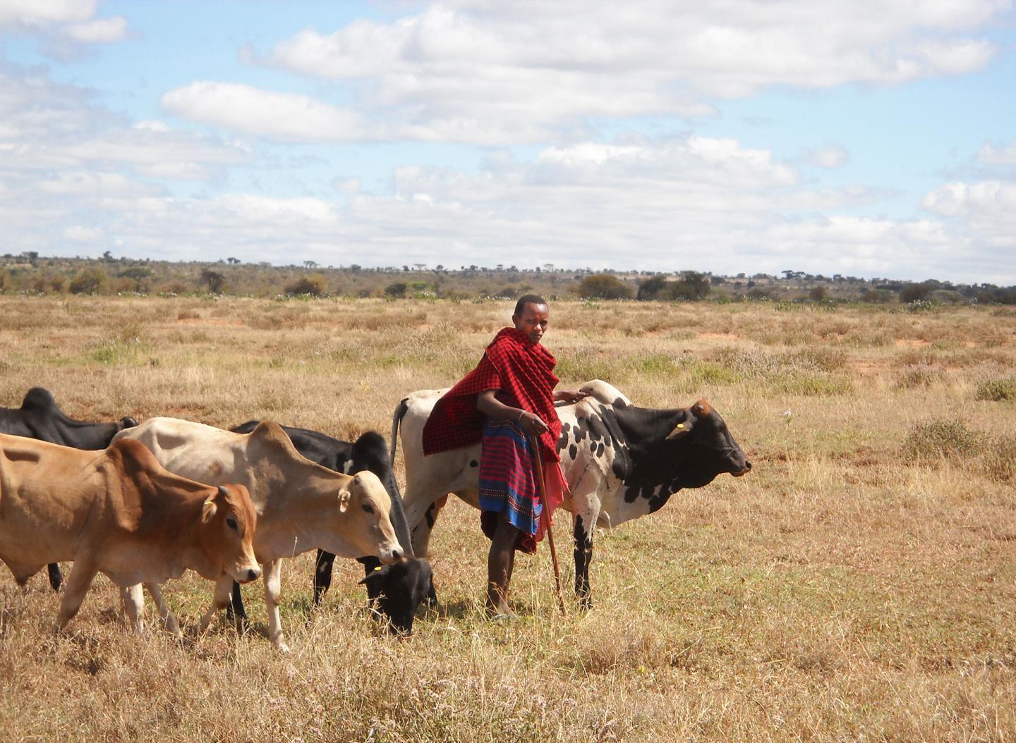 Masai Herder