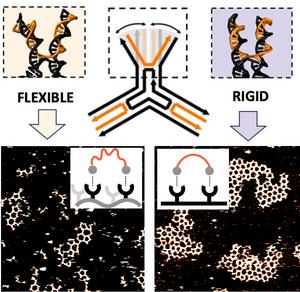 Illustration of the mechanics of interface flexibility in DNA networks