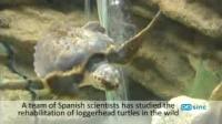 Freeing Loggerhead Turtles Comes at a Price