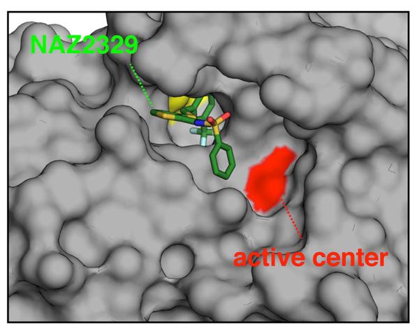 NAZ2329, an Allosteric Inhibitor of PTPRZ