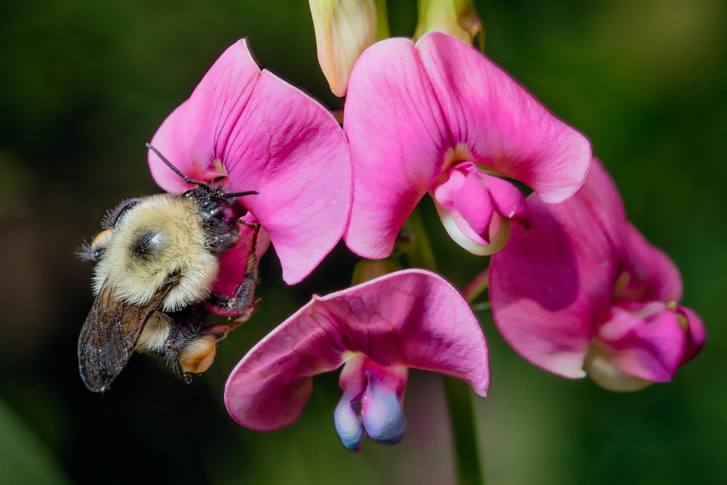 Bombus Impatiens