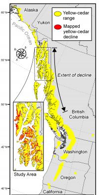 Map Showing Distribution of Yellow-Cedar