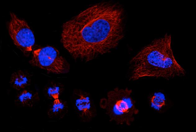 Cell division