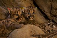 Mountain Lion Cubs