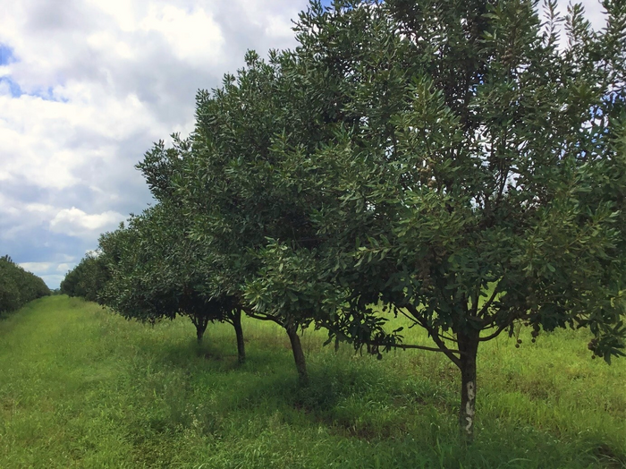 The scientists showed that a certain design of plantations – for instance, how the rows of trees are arranged, the varieties, and the integration of semi-natural habitats in and around the plantations – can increase the pollination performance of bees.