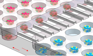 Multi-organoid System to Simulate Human Liver-islet Axis in Normal and Type 2 Diabetes