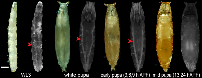 Images of Drosophila tracheas in distinct stages of larval development and metamorphsis