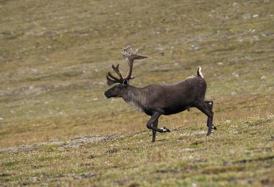 Mountain Caribou