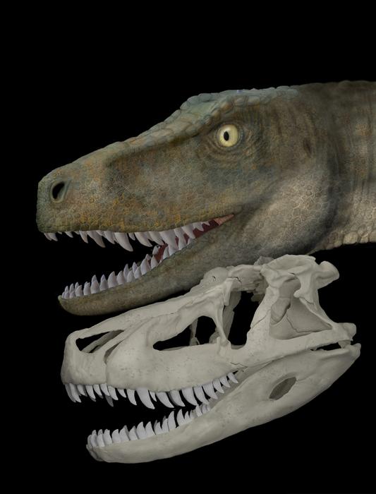 Skull and a life-reconstruction of Saurosuchus