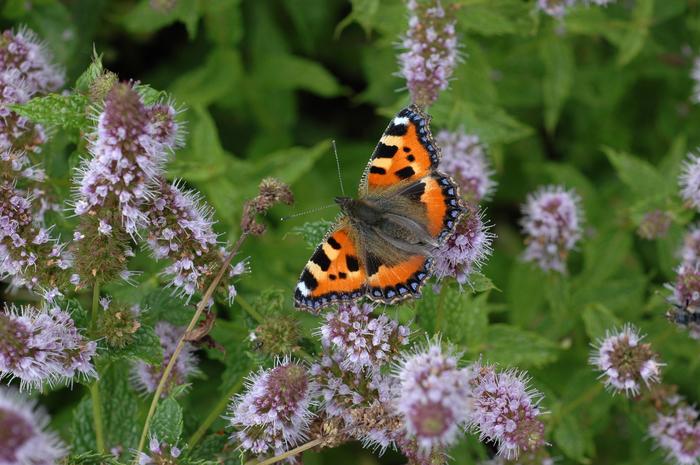 Mobile species are ‘glue’ which connect different habitats together, study finds