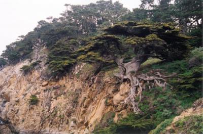 Forests of Point Lobos State Reserve and the Northern Santa Lucia Range