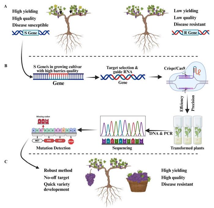 A systematic approach for CRISPR application in grapes for disease resistance by targeting susceptibility (S) gene(s).