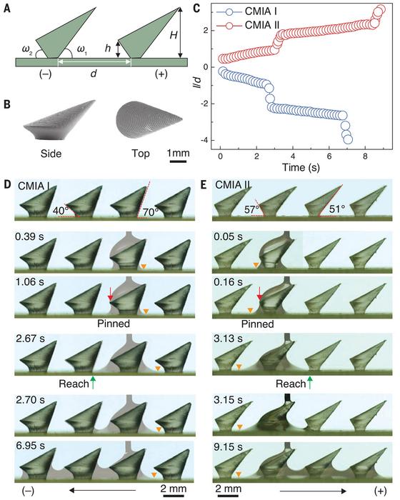 Selective directional liquid transport on artificial CMIAs.