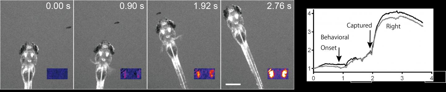 Neuronal Activity in the Feeding Center