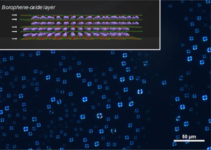 Visualization of the BoL-LC using polarized microscopy