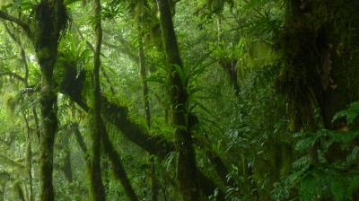 Rainforests on the Comoros