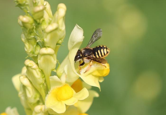 A European Wool Carder Bee