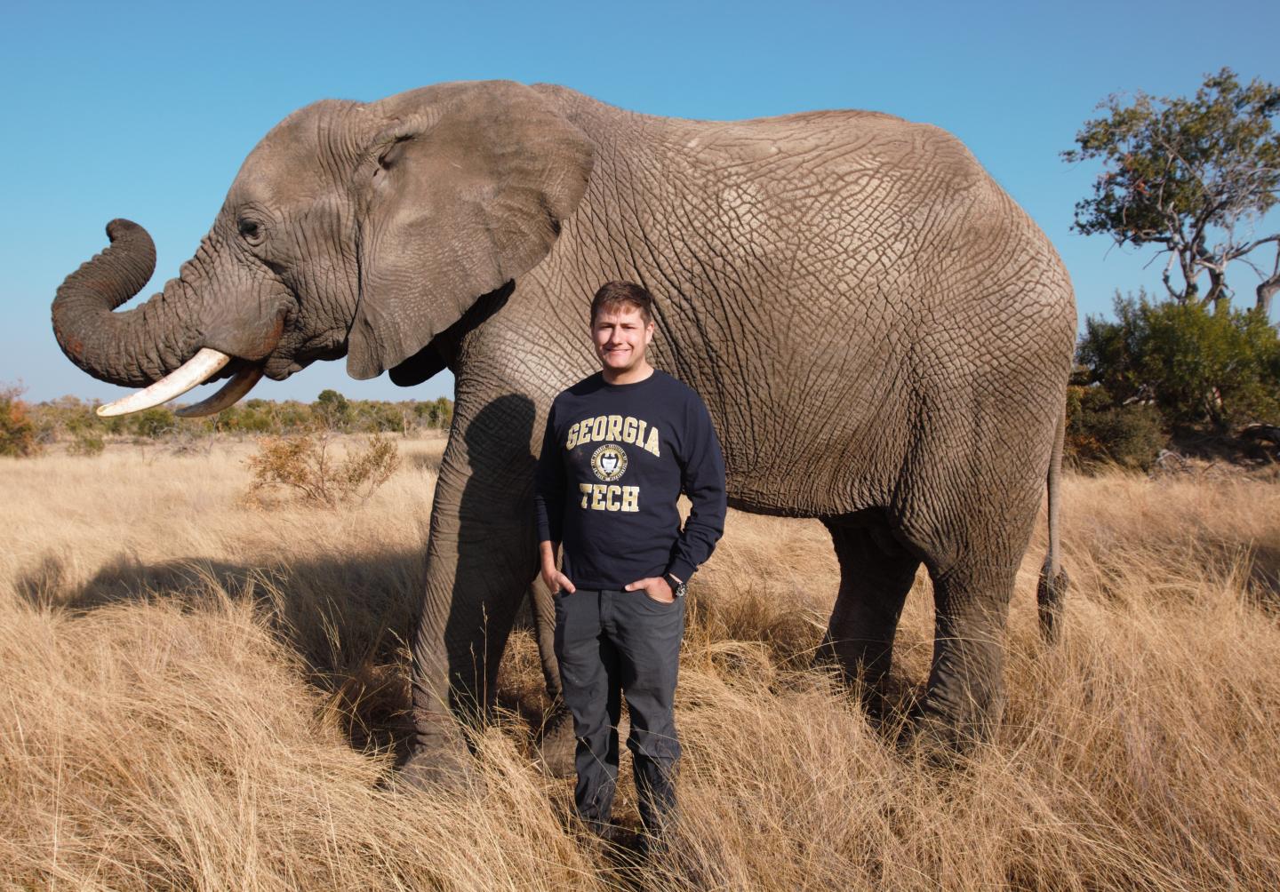 How the Elephant Uses its Trunk to Eat