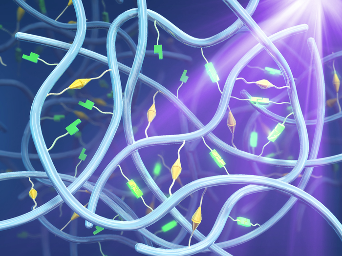 Preparation of post-preparation tunable elastomers by sequential thermal and photo cross-linking