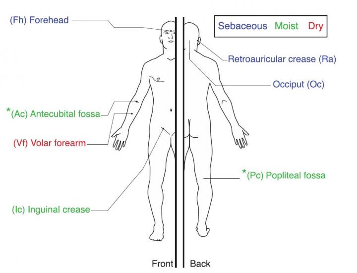 Looking Beyond Skin Deep at Different Bacteria in Eczema (2 of 2)