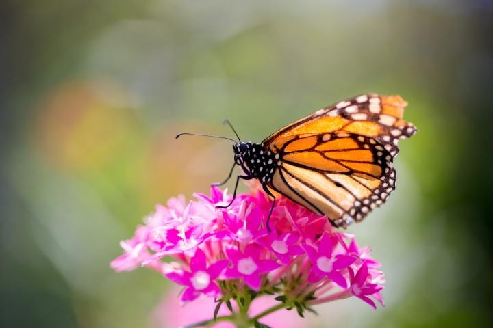 Monarch Butterfly