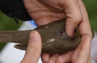 Even Small Patches of Urban Woods Are Valuable for Migrating Birds (2 of 2)