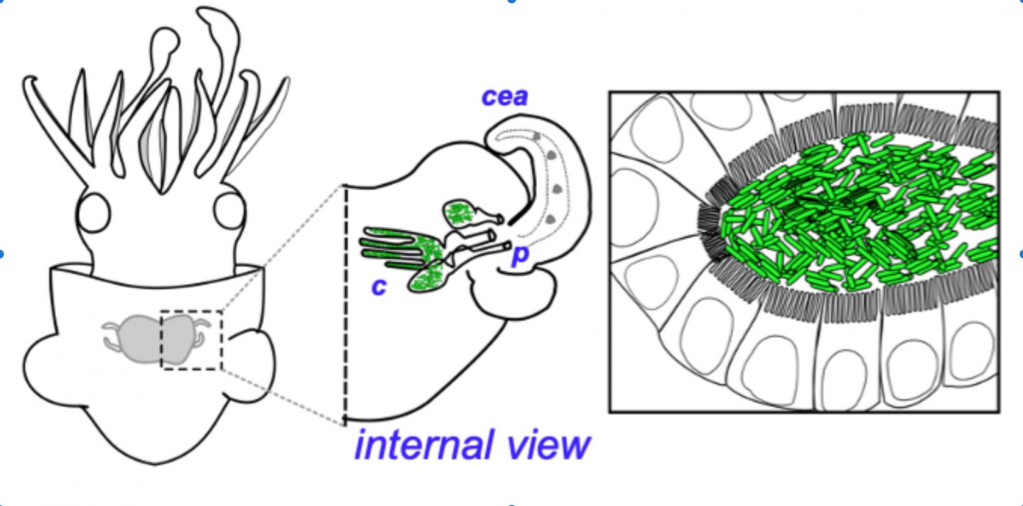Illustration of squid's light organ