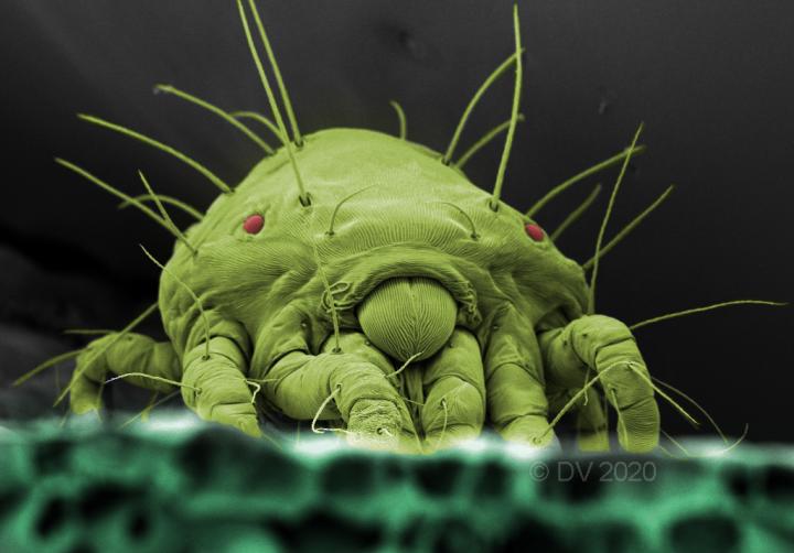 Two-spotted spider mite (Tetranychus urticae)