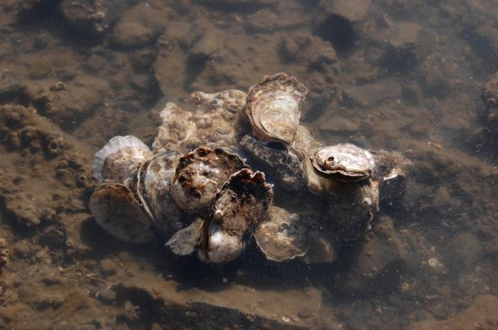Oyster Cluster